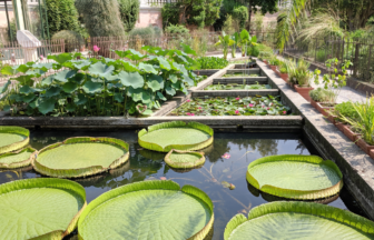 パドヴァの植物園の写真