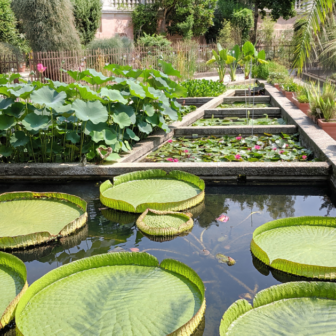 パドヴァの植物園の写真