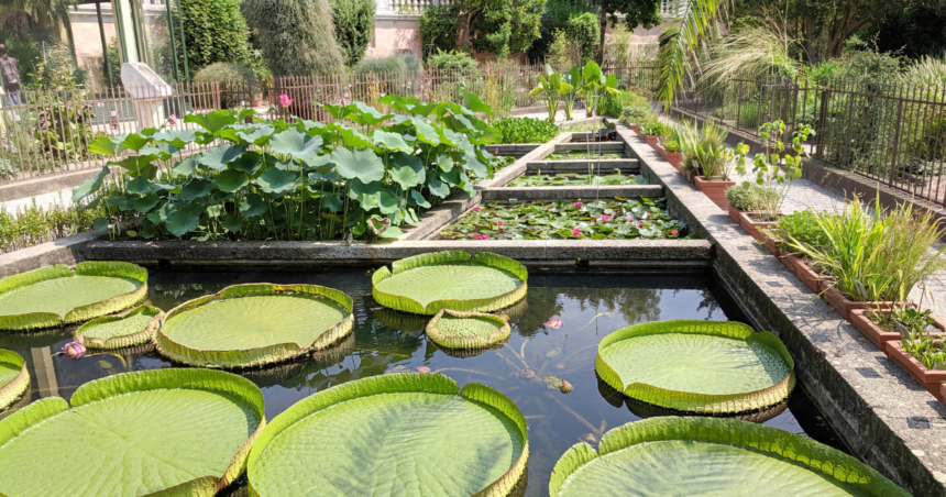 パドヴァの植物園の写真