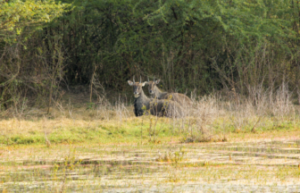 ケオラデオ国立公園の写真