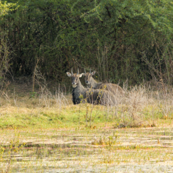 ケオラデオ国立公園の写真