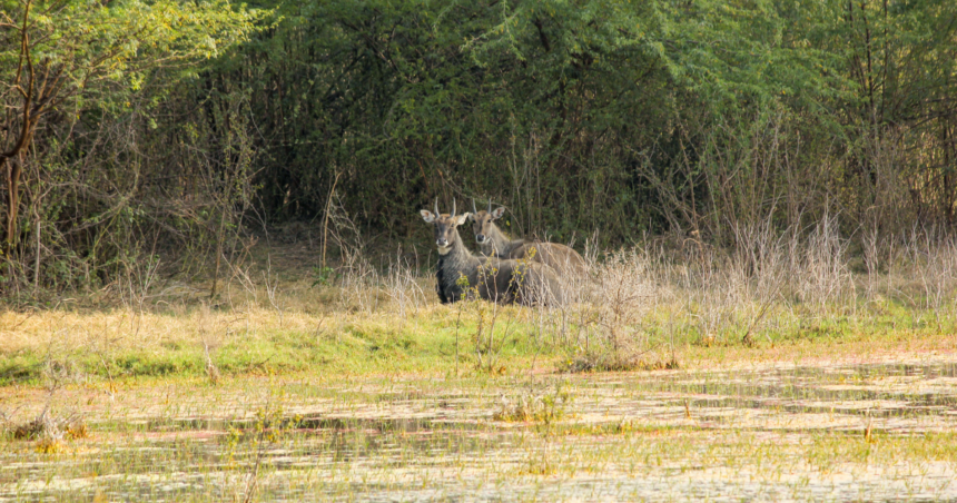 ケオラデオ国立公園の写真